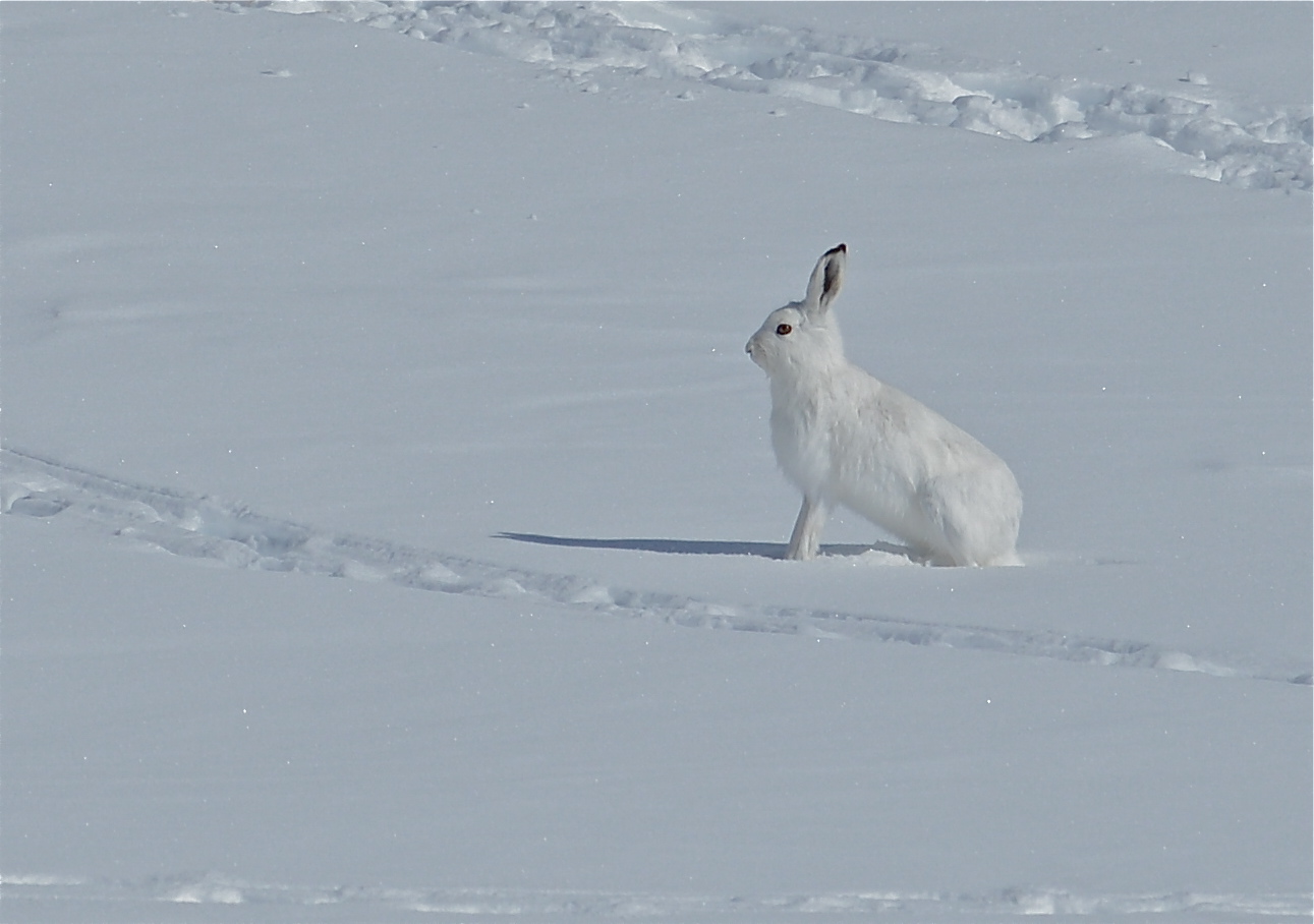 Schneehase