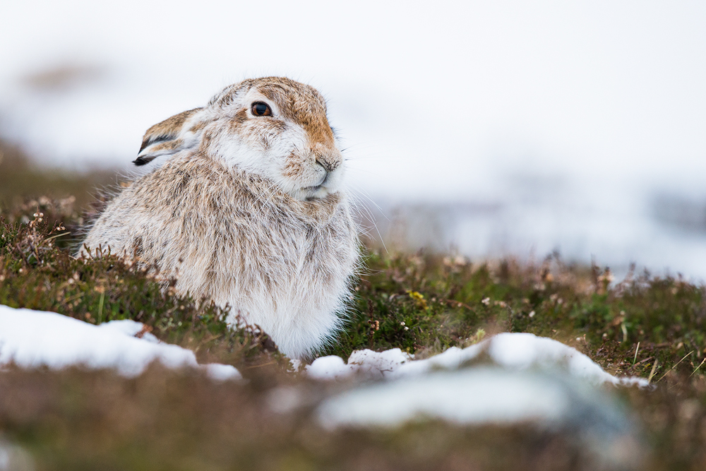 Schneehase