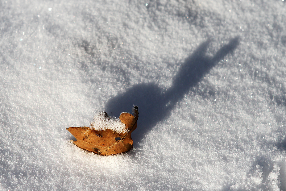 Schneehase