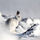 Schneehase im schottischen Hochland