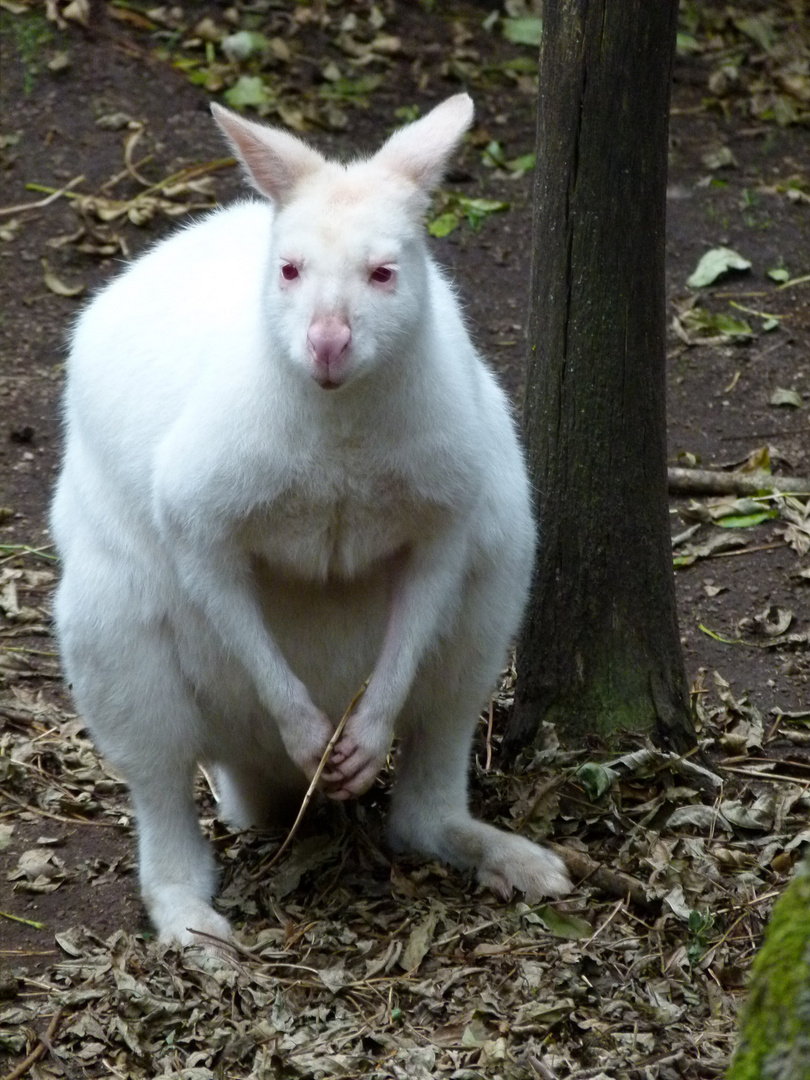 Schneehase oder weisses Känguru?