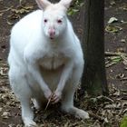 Schneehase oder weisses Känguru?