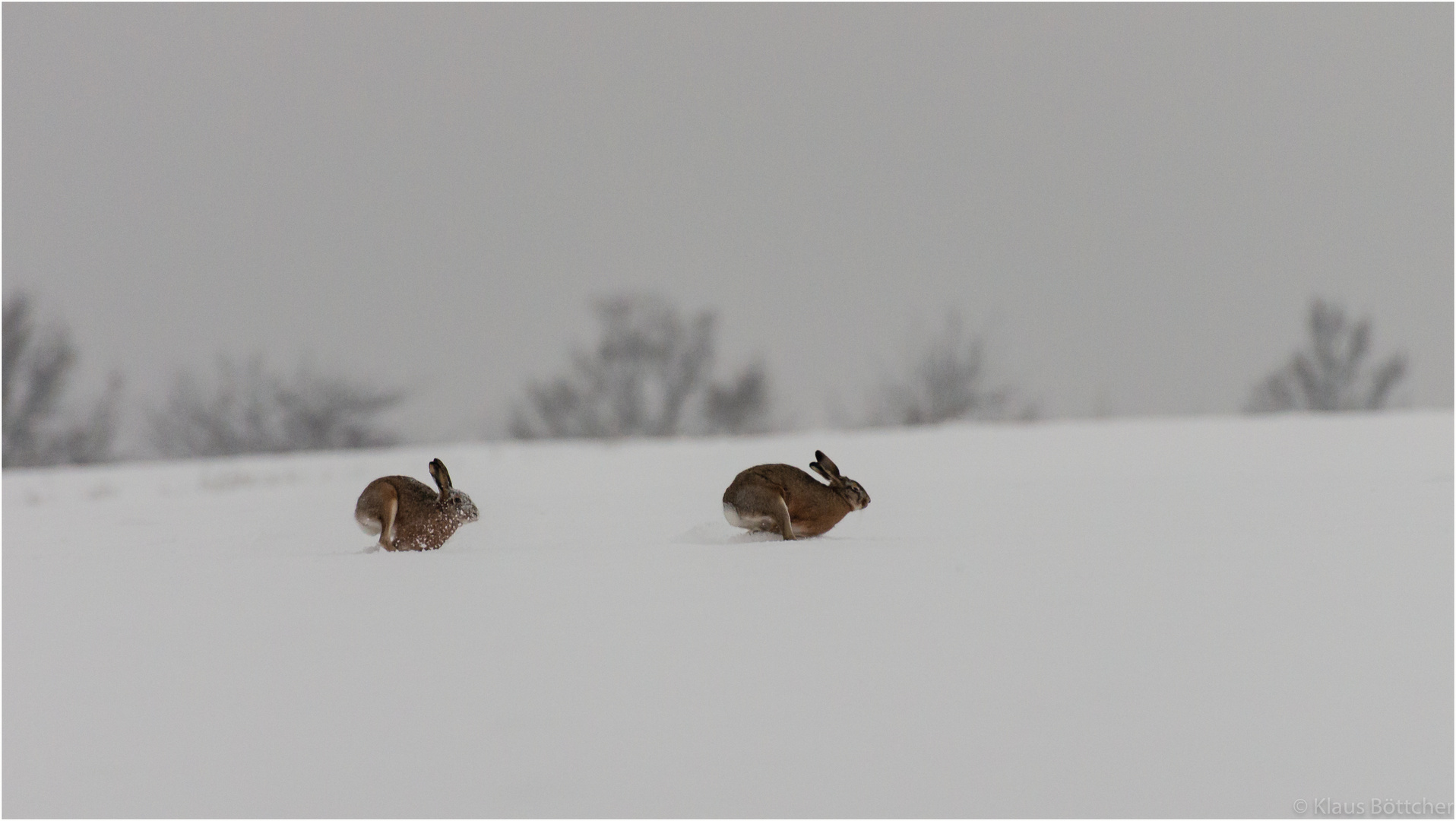 Schneehasen 2