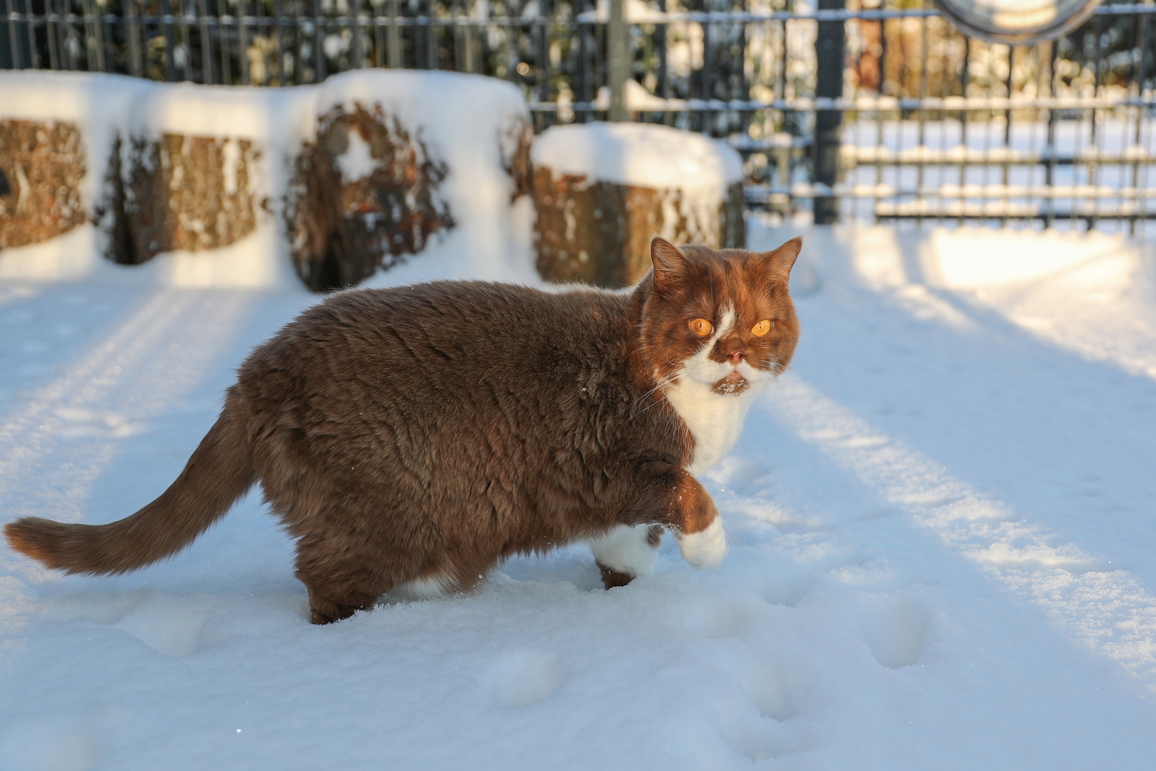 Schneehasen, die zweite :-)