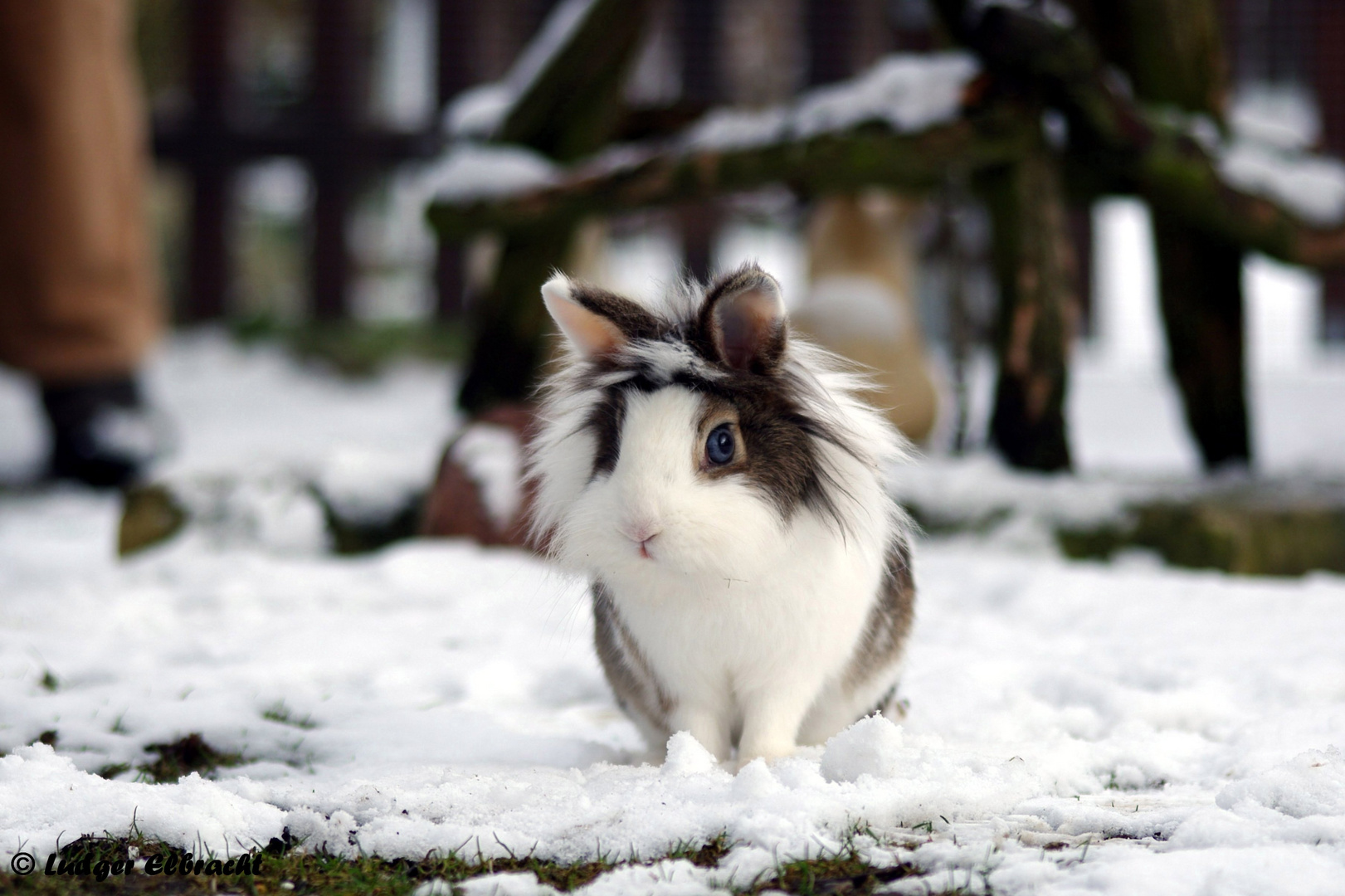 Schneehasen im März