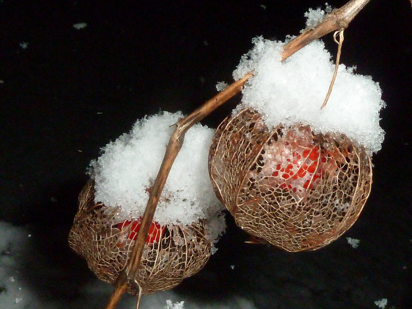 Schneehaube