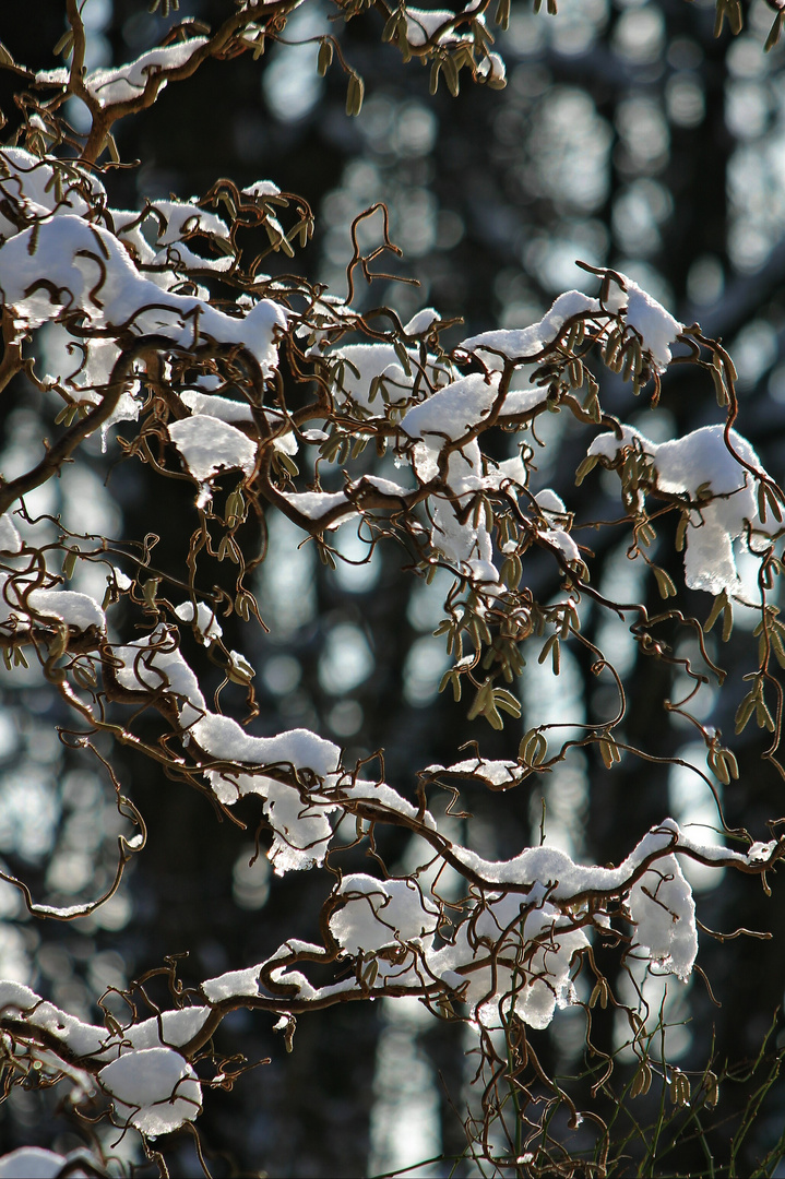 Schneehaube 2