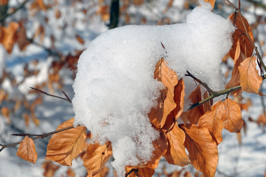 Schneehaube