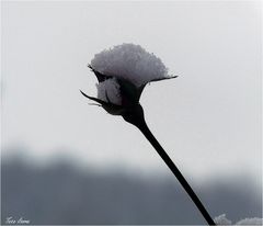 Schneehaube