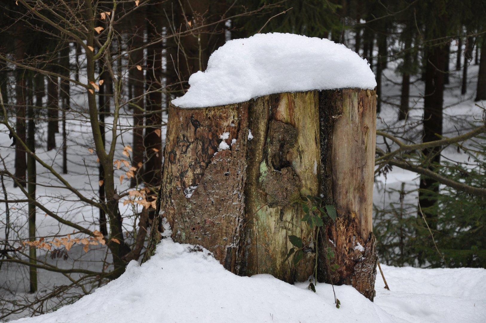 Schneehaube