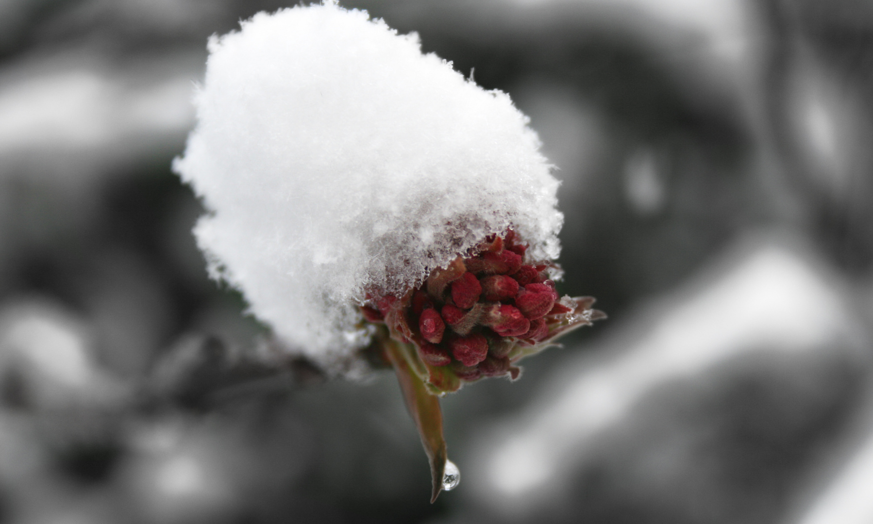 Schneehaube