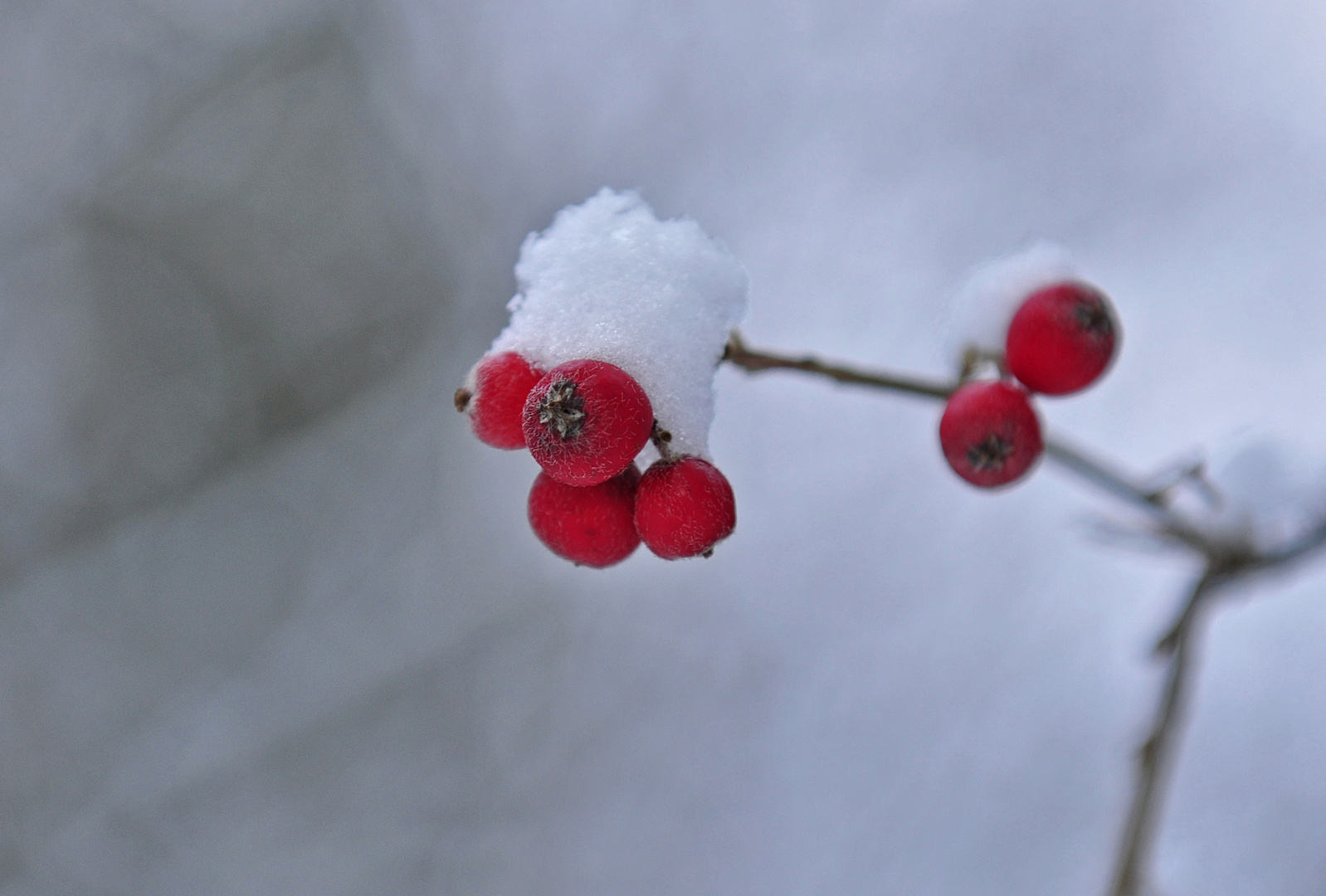 Schneehaube