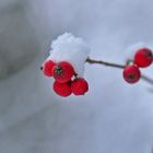 Schneehaube