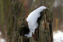 Schneehaube