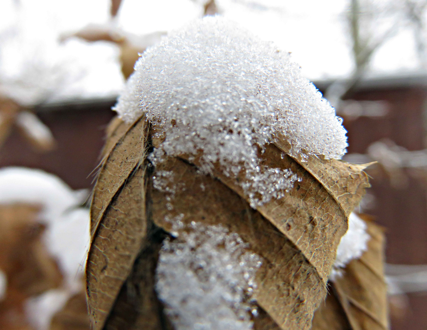 Schneehaube