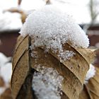 Schneehaube