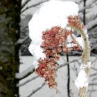 Schneehaube