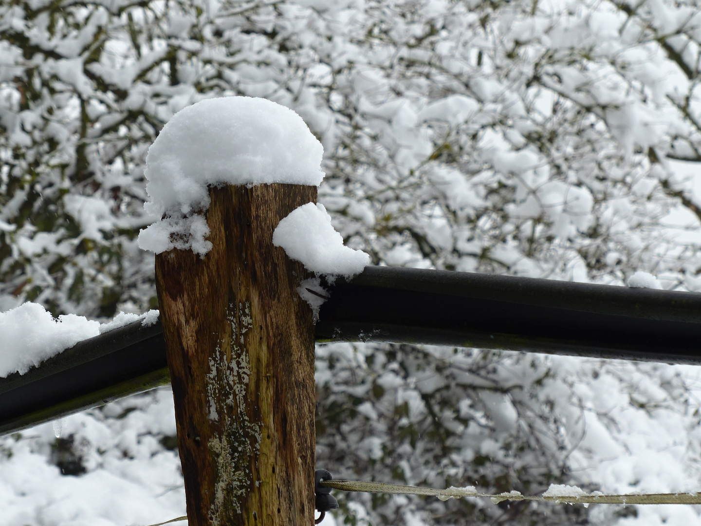 Schneehaube