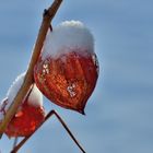 Schneehaube 