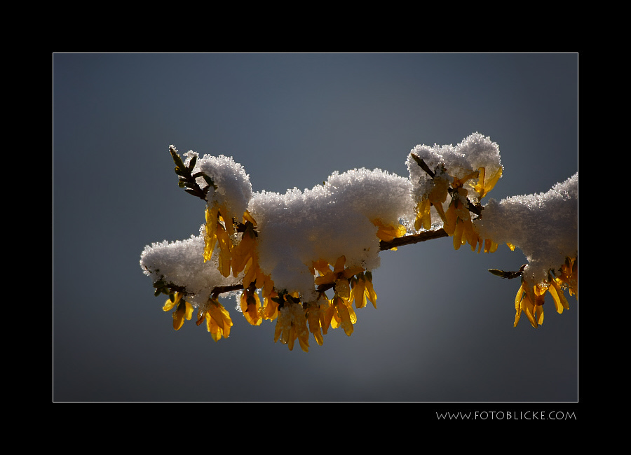 Schneehaube