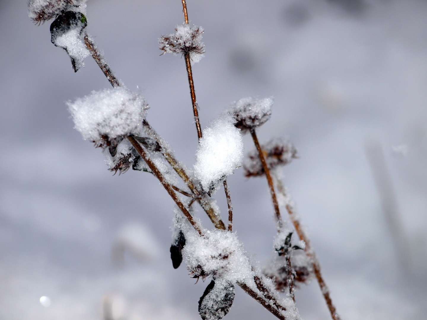 Schneehaube