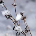 Schneehaube