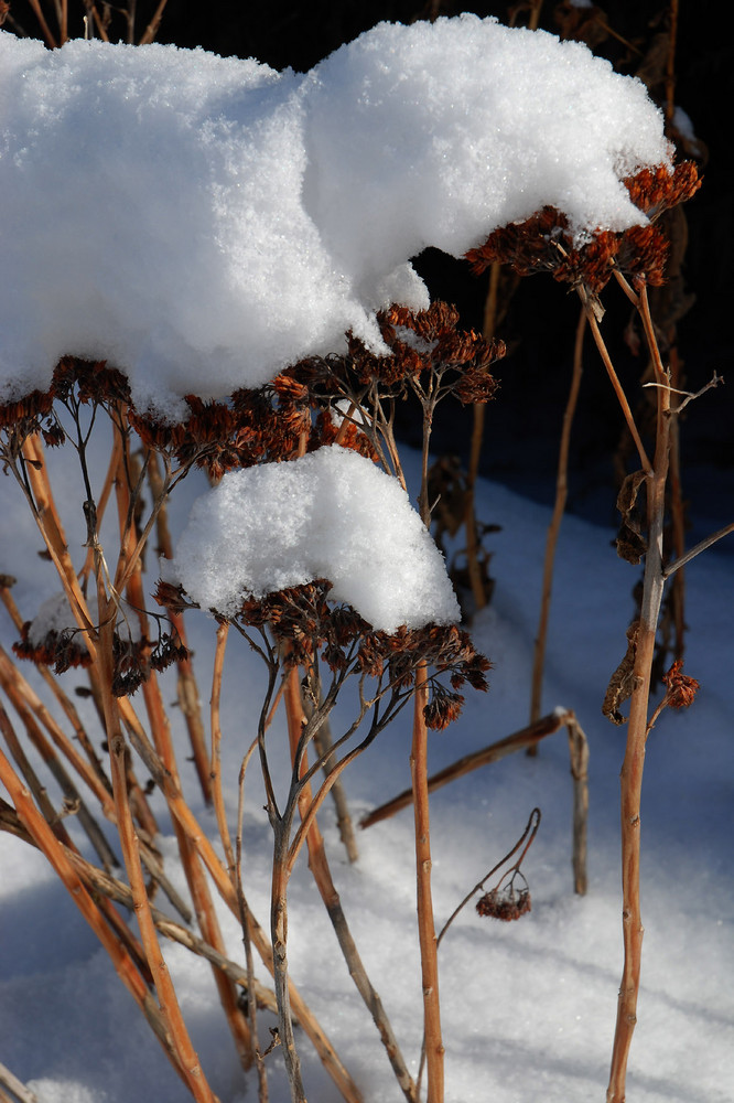 Schneehaube