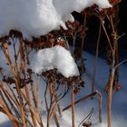 Schneehaube