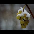 Schneehaube