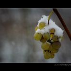 Schneehaube