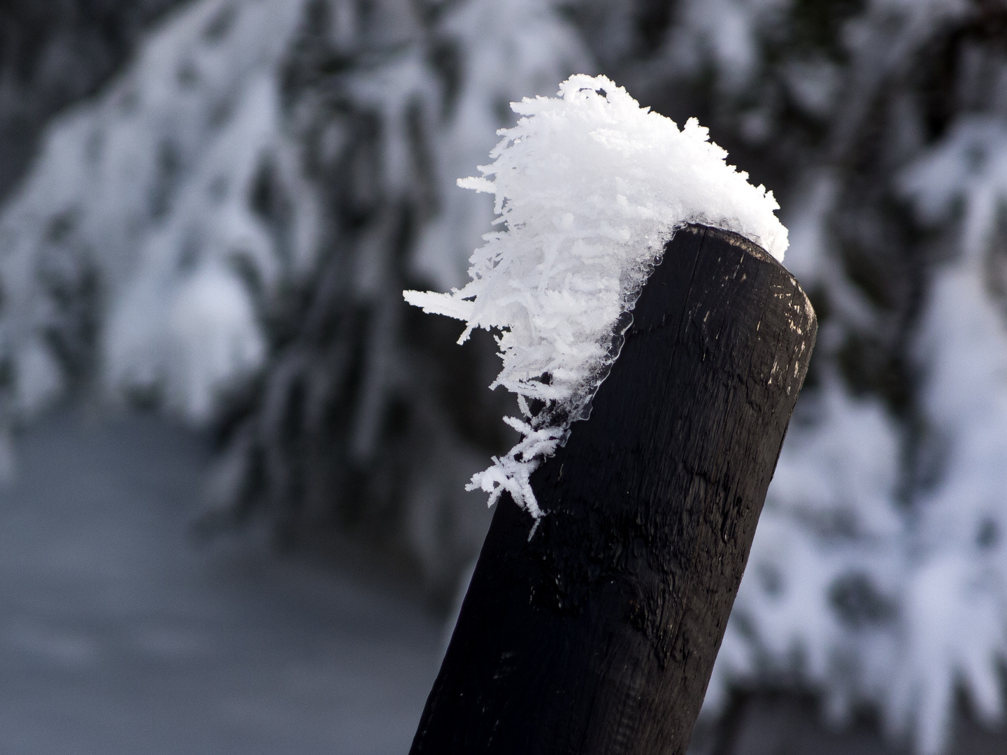 schneehaube