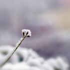 Schneehaube