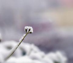 Schneehaube