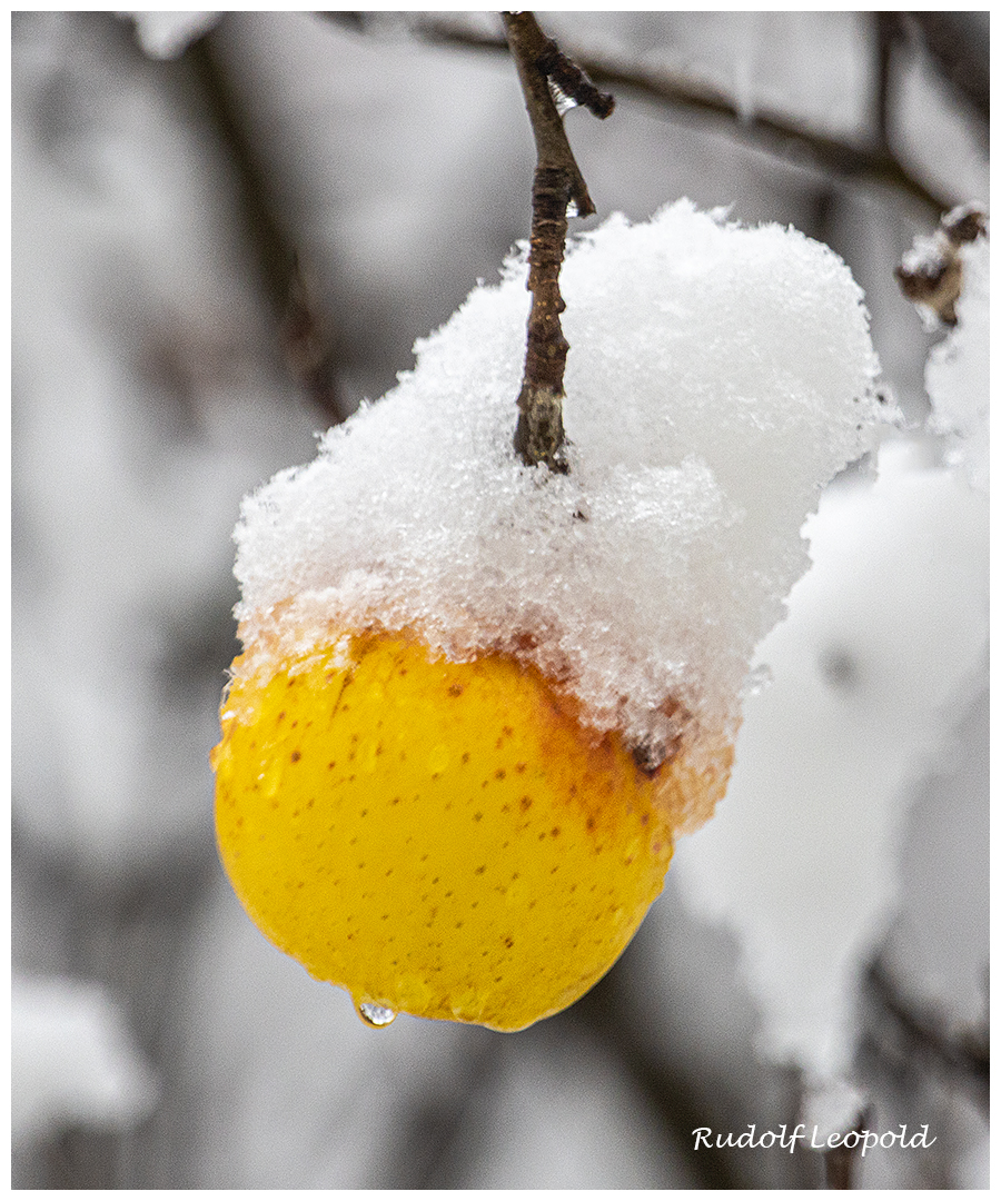 Schneehaube auf dem Apfel