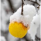 Schneehaube auf dem Apfel