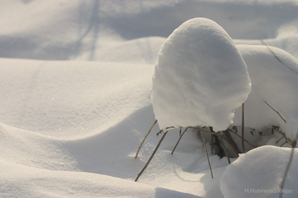 SCHNEEHAUBE AUF STELZEN