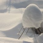 SCHNEEHAUBE AUF STELZEN