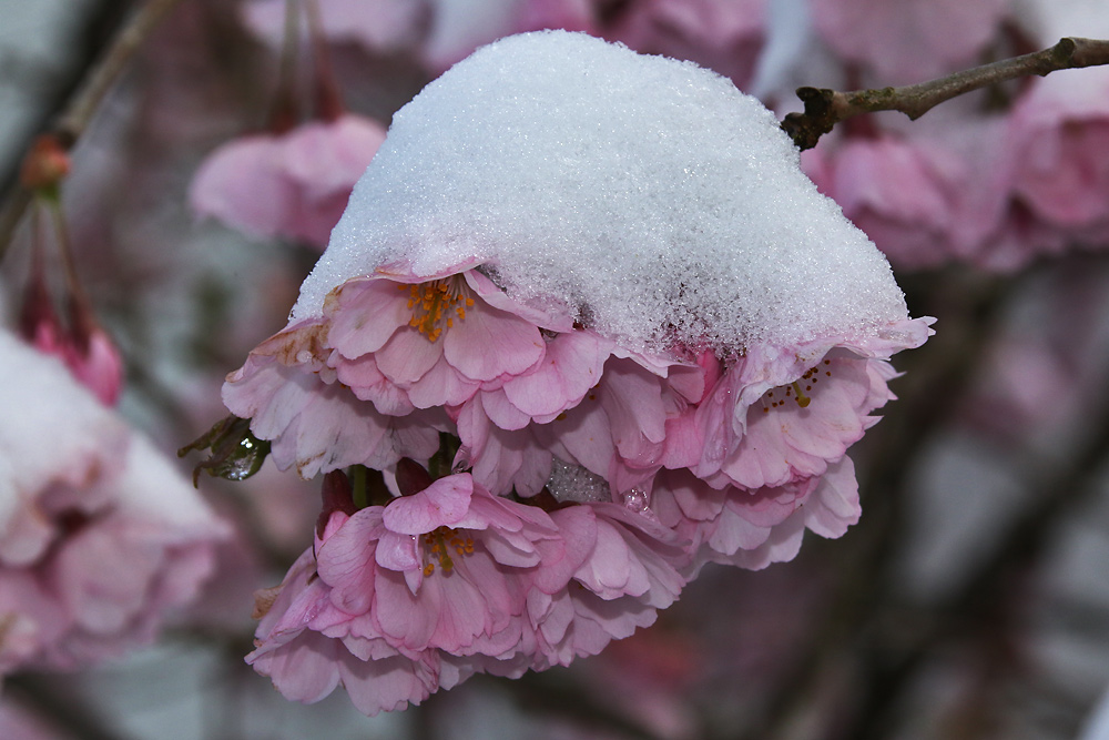 Schneehaube