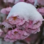 Schneehaube