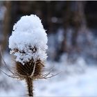 Schneehaube...