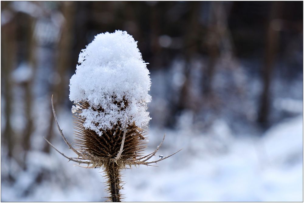 Schneehaube...