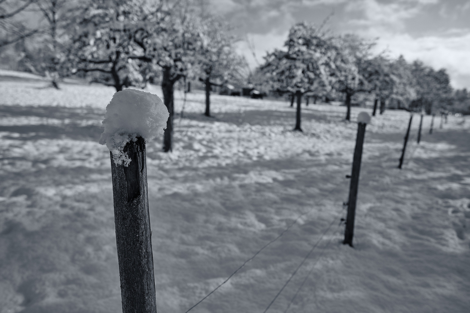 Schneehaube