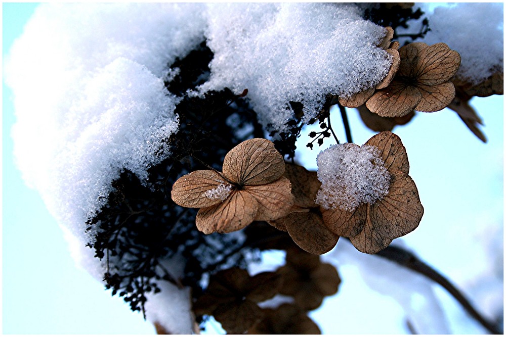 Schneehaube