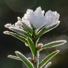 Schneehaube