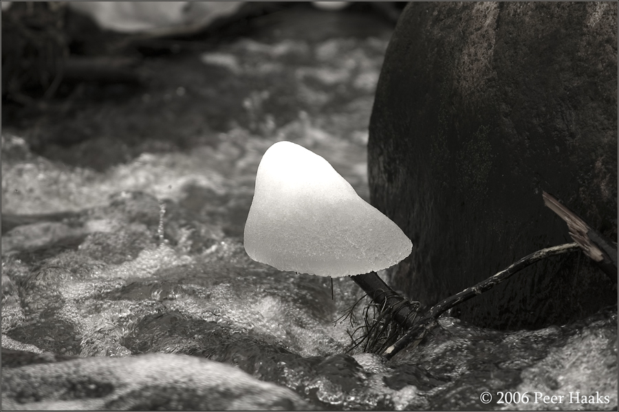 Schneehaube in der Trave