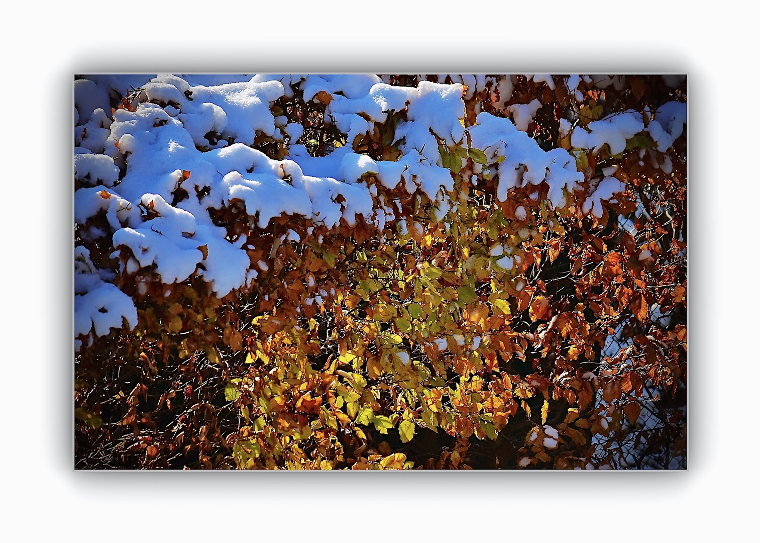 Schneehauben auf Buchenhecke