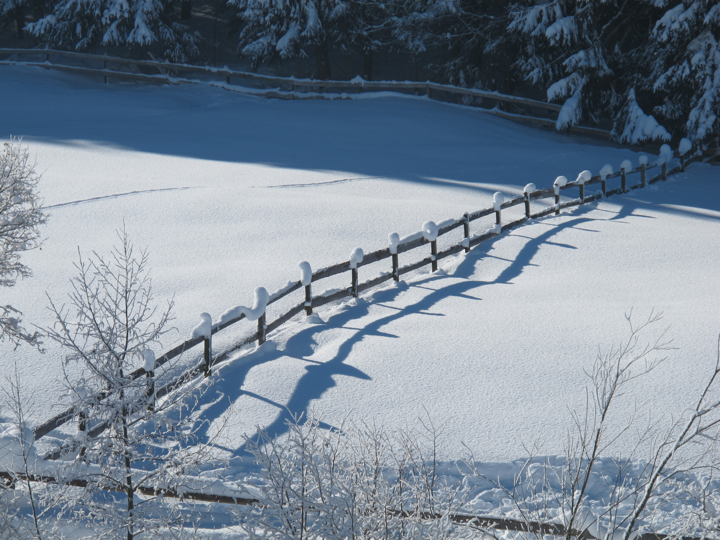 Schneehaubenzaun