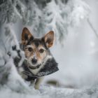 ... Schneeheeflöckchen ...