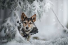 ... Schneeheeflöckchen ...