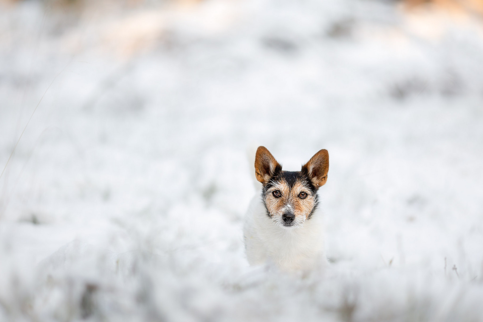 ... Schneeheflöckchen ...